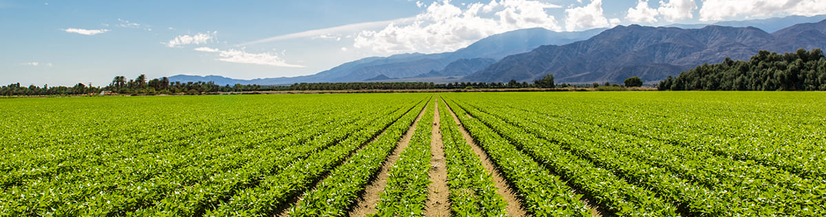 La agricultura sostenible constituye una herramienta fundamental para combatir el cambio climático. Conoce aquí qué es y cuáles son sus ventajas-1