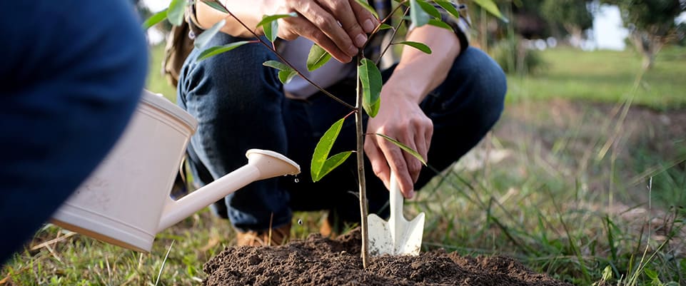 Plantar un árbol: más vida en tu jardín o balcón - SmartGreen
